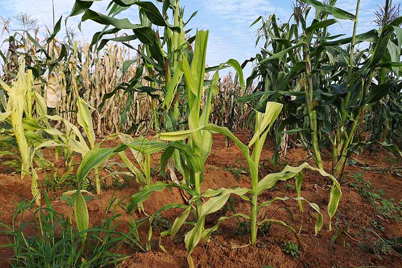 Una imagen horizontal de un campo de maíz lleno de plantas que sufren estrés y enfermedades.