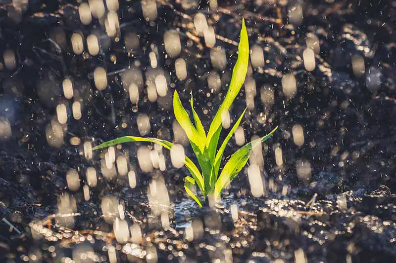 Una imagen horizontal de cerca de una plántula de maíz que crece en el jardín con lluvia cayendo sobre ella, fotografiada a la luz del sol.