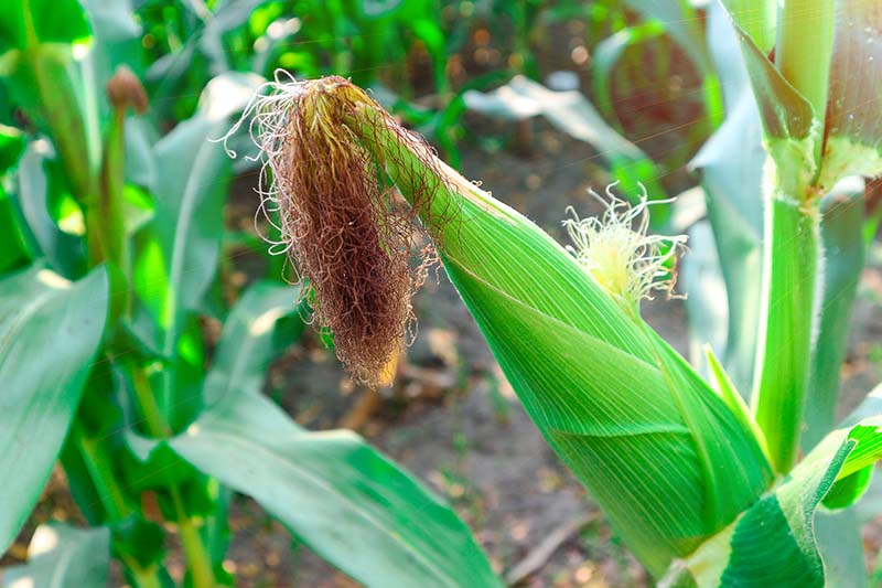 Un primer plano de una mazorca de maíz que está lista para cosechar, mostrando sedas marrones secas.  En la foto a la luz del sol brillante con follaje en enfoque suave en el fondo.