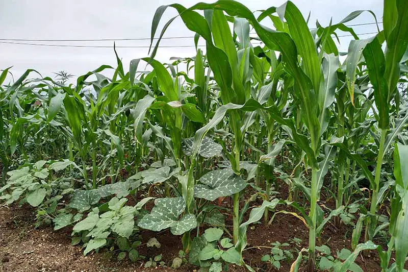 Un huerto con maíz intercalado con otras plantas para beneficio mutuo.