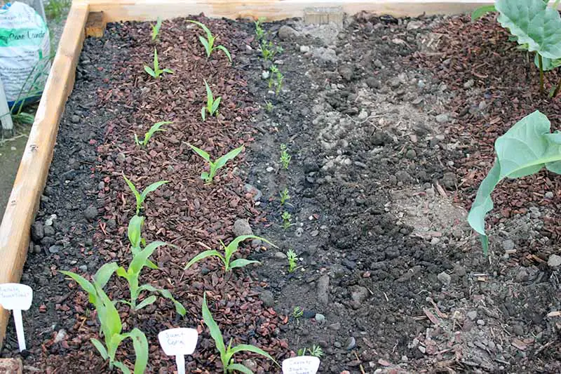 Una imagen horizontal de primer plano de un jardín de lecho elevado con plántulas de Zea mays que crecen en un suelo rico.