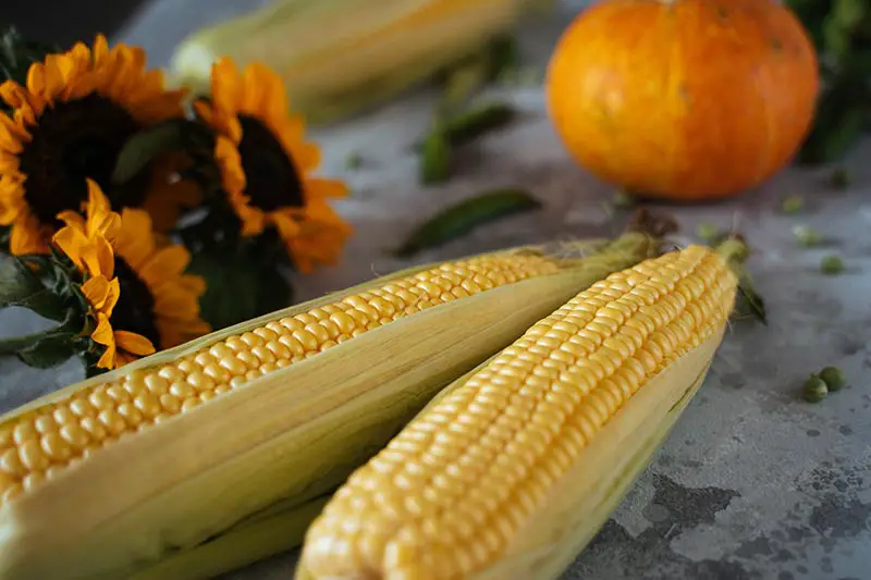 Un primer plano de dos mazorcas de maíz, girasoles y una calabaza en el fondo sobre una superficie de hormigón.