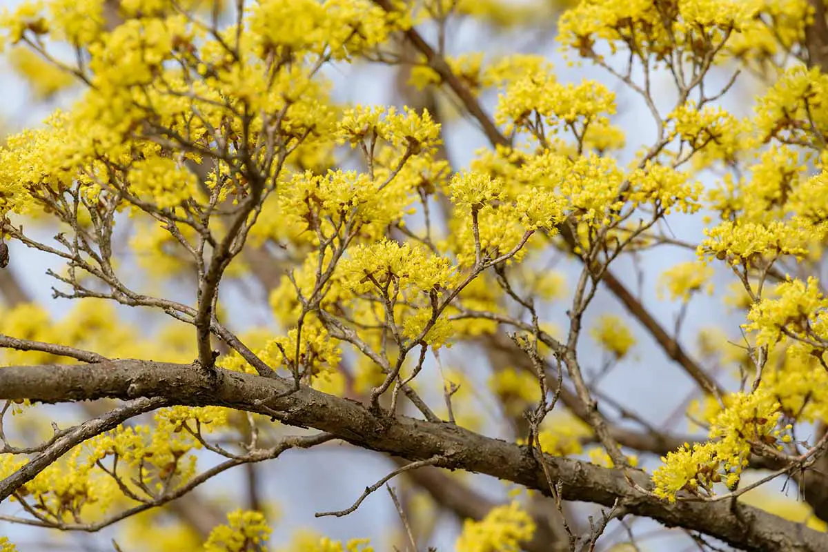 Un primer plano de las flores amarillas de un cerezo de cornalina que crece en el jardín.
