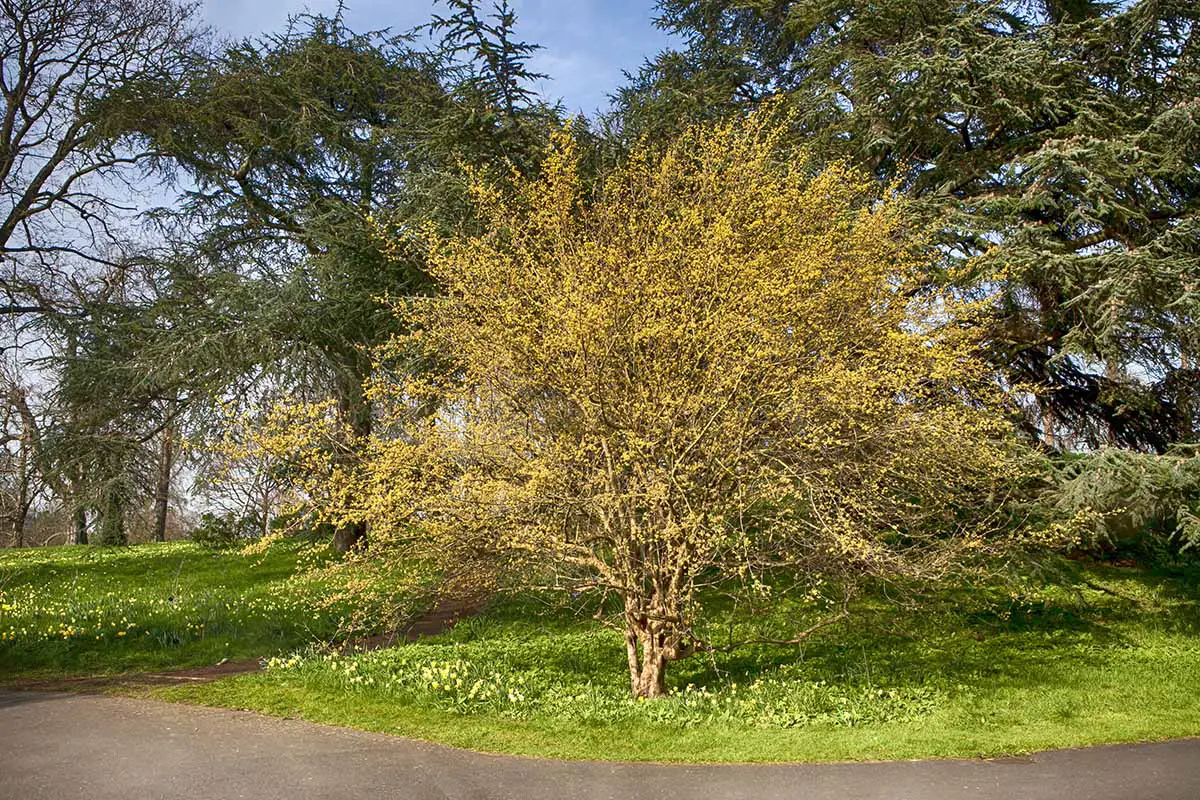 Una imagen horizontal de un cornejo de cornalina (Cornus mas) que crece en un parque al lado de un camino asfaltado.