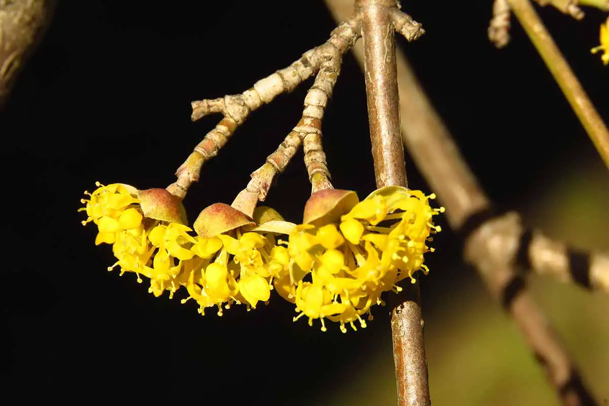 Una imagen horizontal de primer plano de las flores amarillas de un árbol Cornus mas fotografiado bajo un sol brillante sobre un fondo de enfoque suave.