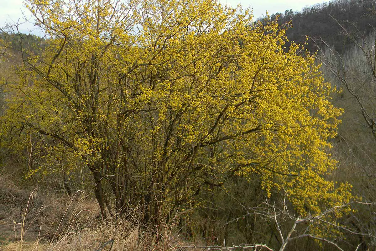 Una imagen horizontal de un gran cornejo de cerezo de cornalina en plena floración que crece salvaje.