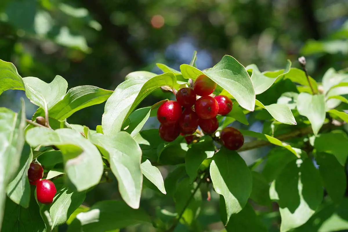 Una imagen horizontal de cerca de las drupas rojas brillantes y el follaje verde de una cereza de cornalina (Cornus mas) que crece en el jardín fotografiado bajo el sol brillante sobre un fondo de enfoque suave.