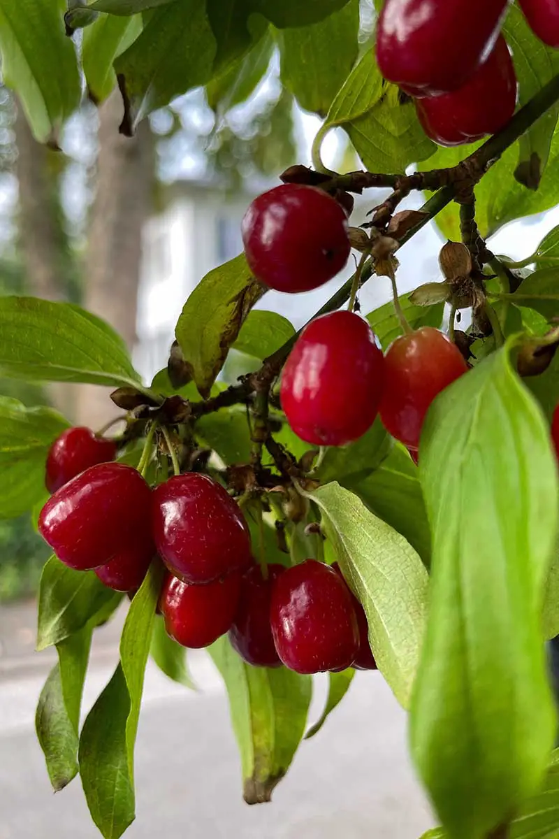 Una imagen vertical de cerca de frutos de cereza de cornalina que crecen en la rama.