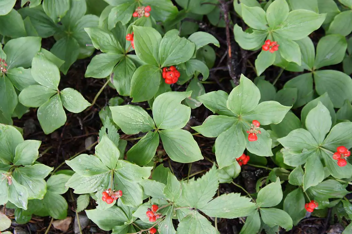 Una imagen horizontal de primer plano de las bayas rojas brillantes y el follaje verde de Cornus canadensis que crece en el jardín.