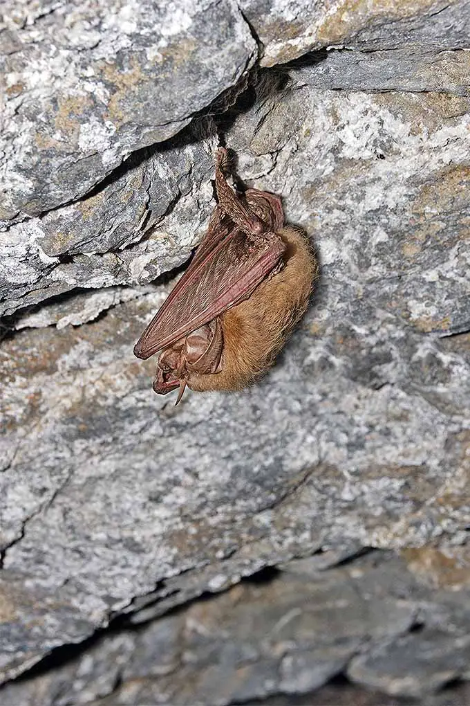 Corynorhinus townsendii, un murciélago originario de los Estados Unidos.  Aprende cómo proteger a las poblaciones en declive y alentar a los murciélagos a hacer su hogar en tu jardín con nuestros consejos: 