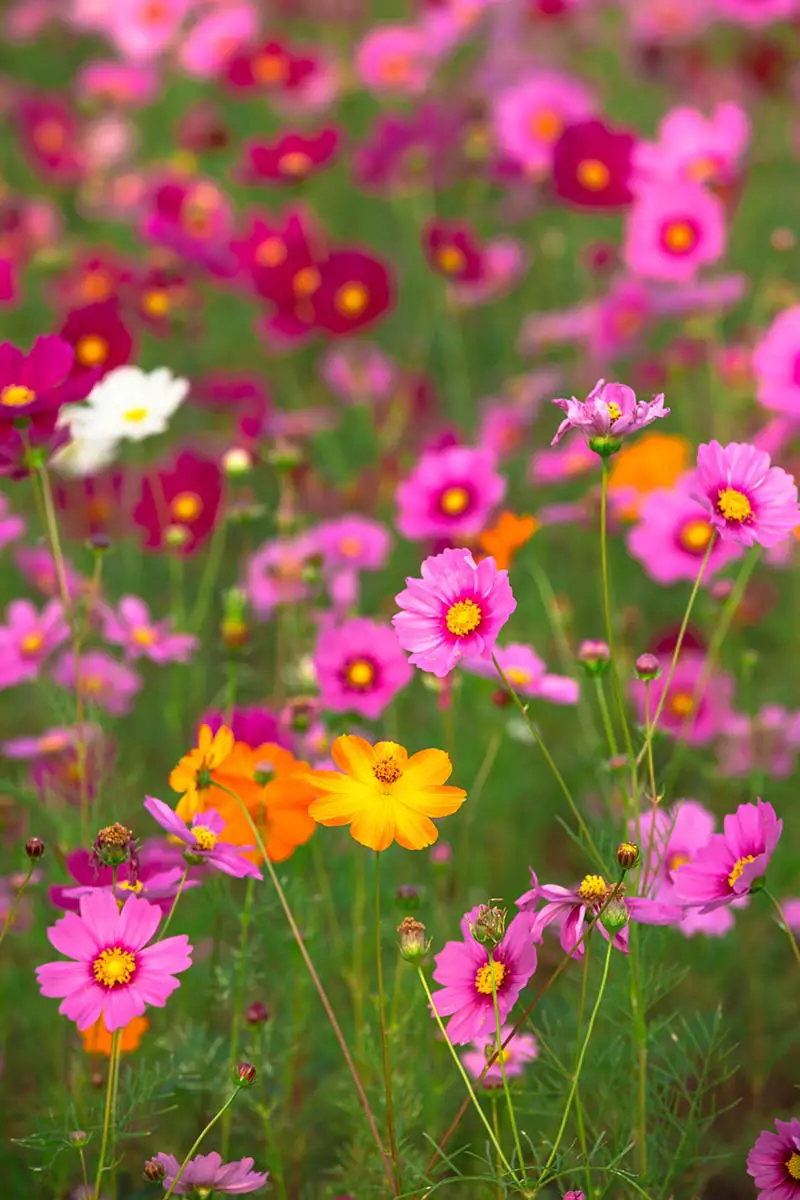 Una imagen vertical de flores de cosmos coloridas que crecen en un prado de flores silvestres.