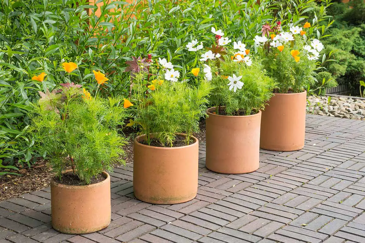 Una imagen horizontal de una fila de cuatro macetas de terracota con flores silvestres que crecen en ellas en un patio embaldosado.