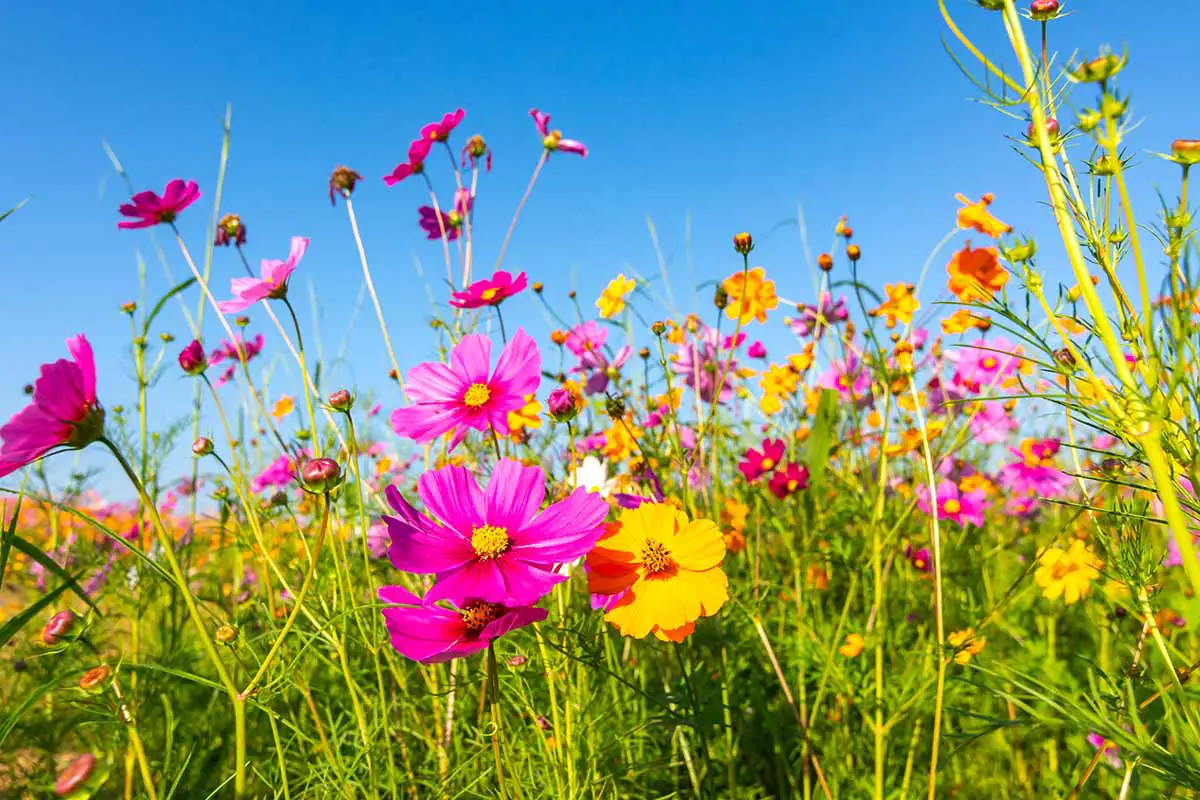 Una imagen horizontal de las flores del cosmos que crecen en un prado en un fondo de cielo azul.