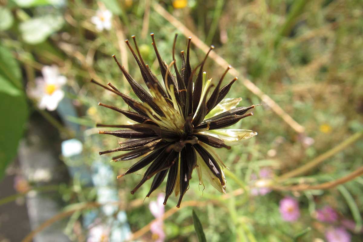 Una imagen horizontal de primer plano de una cabeza de semilla de una flor cosmos representada en un fondo de enfoque suave.