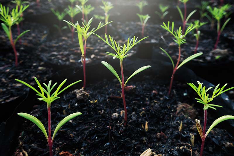 Una imagen horizontal de primer plano de plántulas que crecen en el jardín fotografiadas con luz solar filtrada.