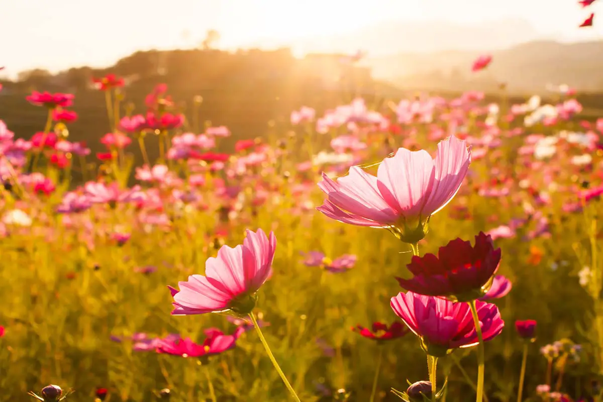 Una imagen horizontal de primer plano de un prado de flores silvestres lleno de flores cosmos fotografiadas bajo el sol de la tarde.