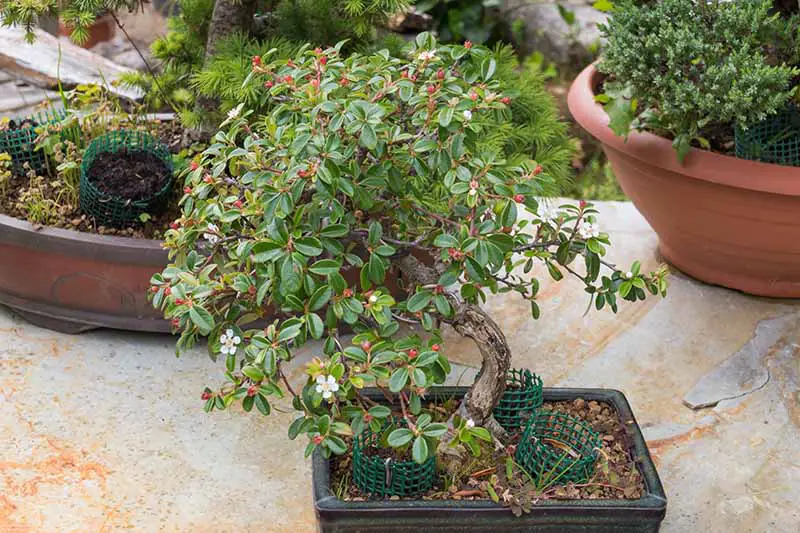 Una imagen horizontal de primer plano de un cotoneaster que crece como un árbol bonsái en una olla pequeña sobre una superficie de hormigón al aire libre.