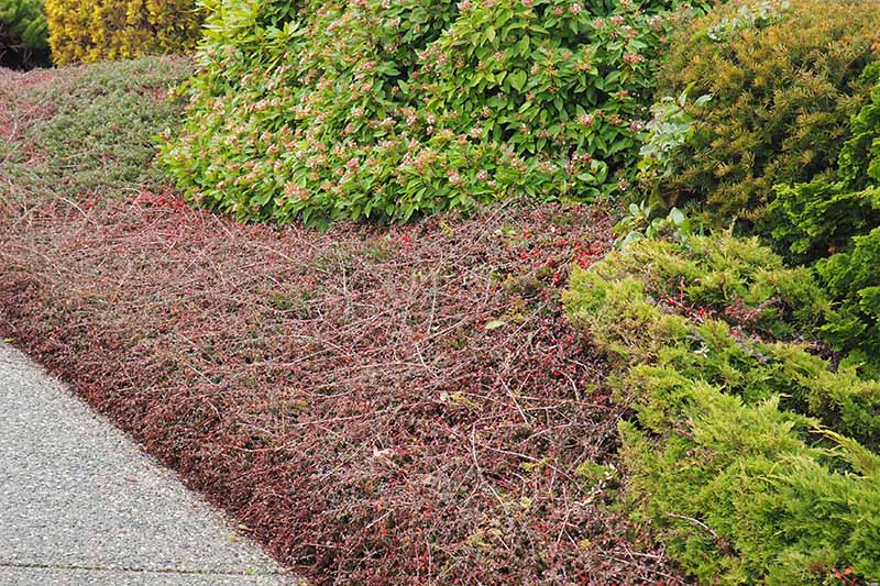 Una imagen horizontal de primer plano del cotoneaster que crece como una cubierta vegetal como parte de un paisaje arbustivo, junto a un camino de hormigón.