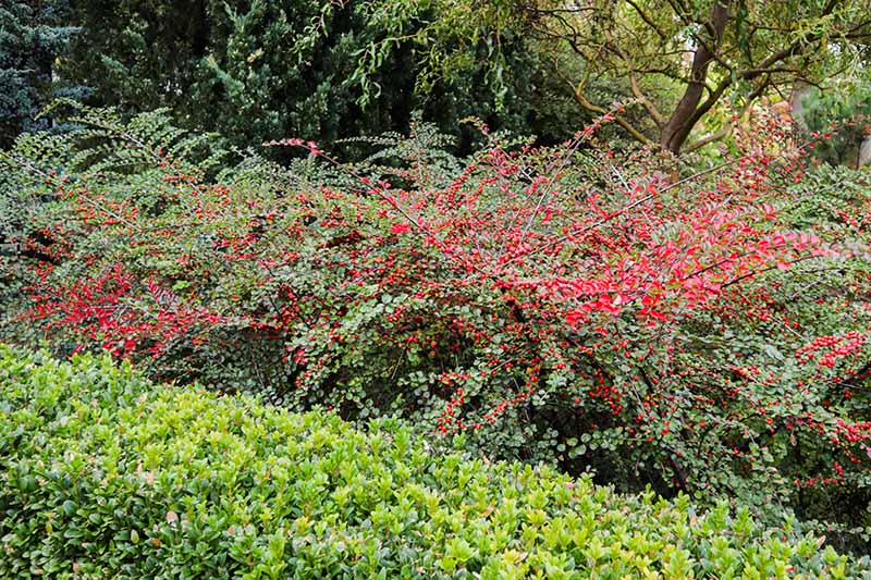Una imagen horizontal de un gran arbusto cotoneaster cargado de bayas rojas brillantes que crecen en un borde perenne mixto, con árboles en un enfoque suave en el fondo.