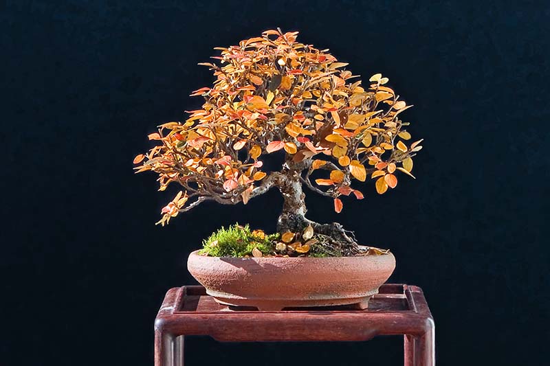 Una imagen horizontal de primer plano de una pequeña planta de cotoneaster entrenada como bonsái, que crece en una pequeña maceta de cerámica, fotografiada sobre un fondo oscuro.