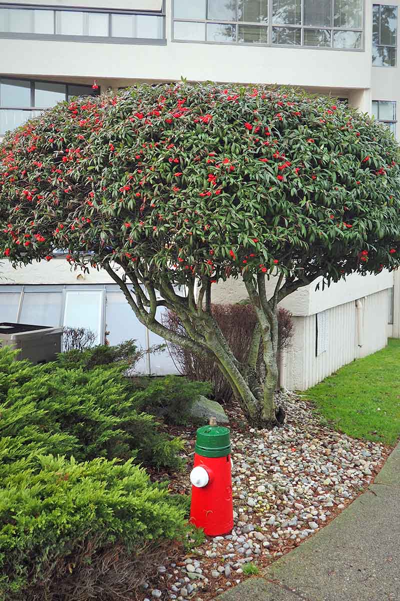 Una imagen vertical de un arbusto cotoneaster que crece fuera de un bloque de oficinas que ha sido podado en un estándar, rodeado de arbustos bajos y mantillo ornamental.