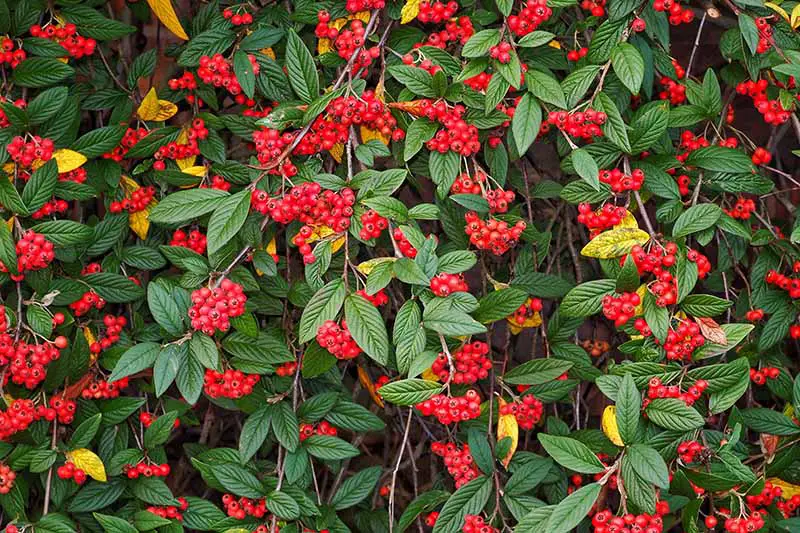 Una imagen horizontal de cerca de C. simonsii creciendo en el jardín, con follaje texturizado y racimos de frutos rojos.