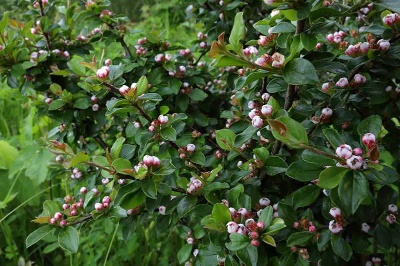 Una imagen horizontal de primer plano de la propagación del cotoneaster que crece en el jardín con pequeños capullos rosados.