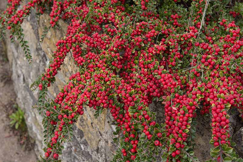 Una imagen horizontal de primer plano de una planta cubierta de suelo rastrera cubierta de bayas rojas brillantes que se derraman sobre el costado de un muro de piedra bajo.