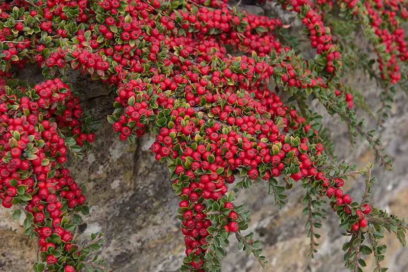 Una imagen horizontal de primer plano del cotoneaster de roca pulverizada que crece sobre un muro de piedra, con diminutas hojas verdes y grandes racimos de bayas de color rojo brillante.