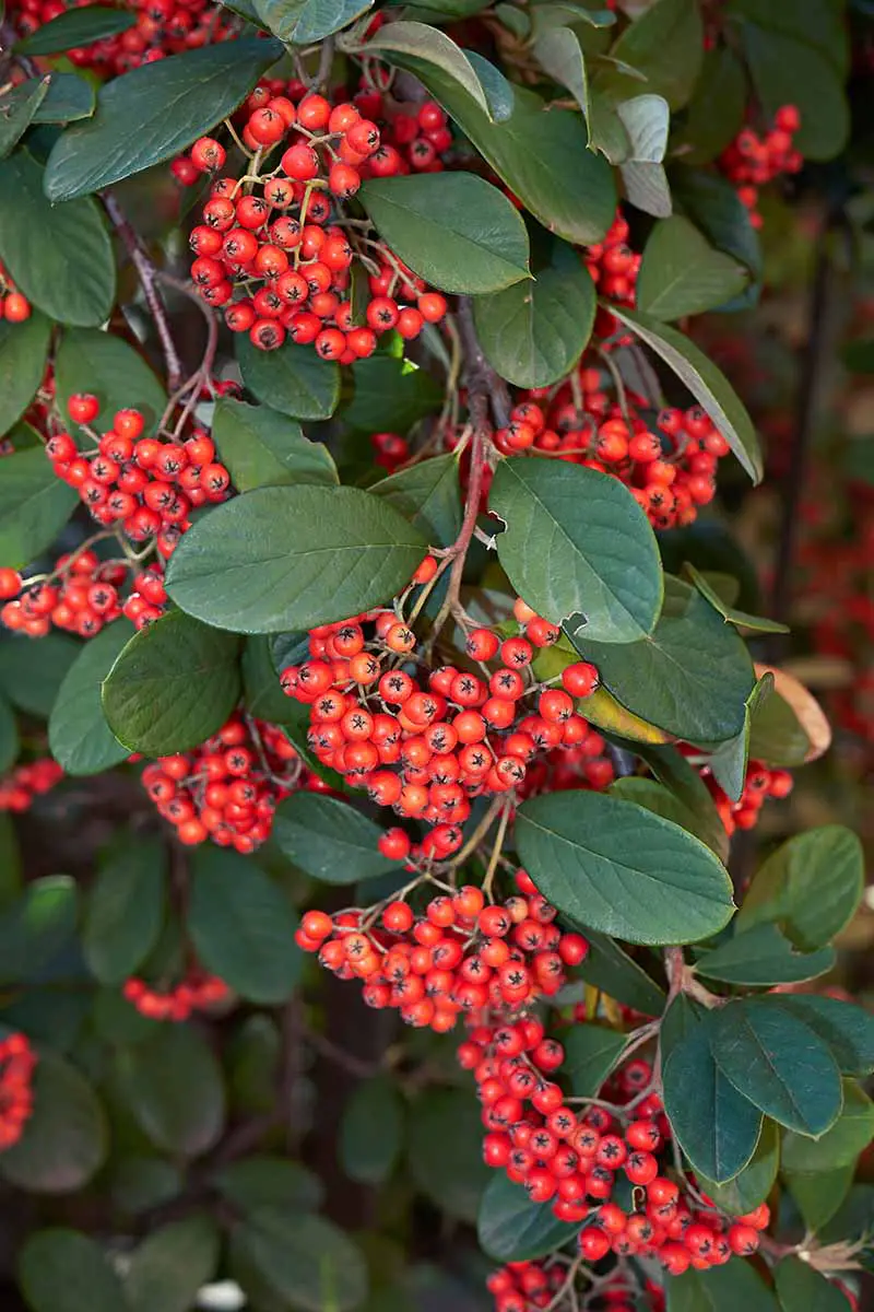 Una imagen vertical de cerca de C. lacteus que crece en el jardín con un follaje verde intenso y una gran cantidad de frutos rojos en racimos.