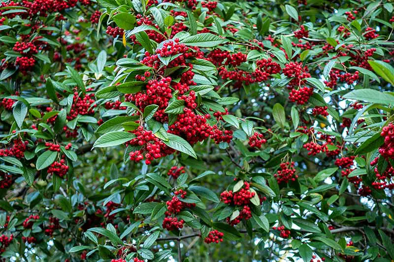 Una imagen horizontal de primer plano de un gran arbusto con frutos rojos brillantes que crecen en el jardín, representada en un fondo de enfoque suave.