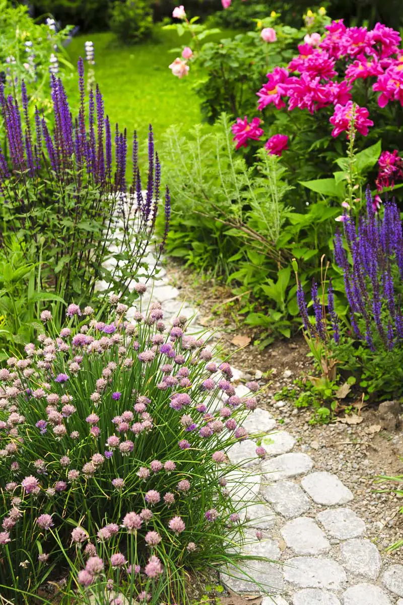 Un camino de piedra serpenteando a través de un jardín de cabañas, con flores rosas y violetas.