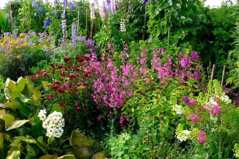 Jardín de la cabaña lleno de flores en tonos de amarillo, morado, azul, rosa y blanco, de diferentes alturas.