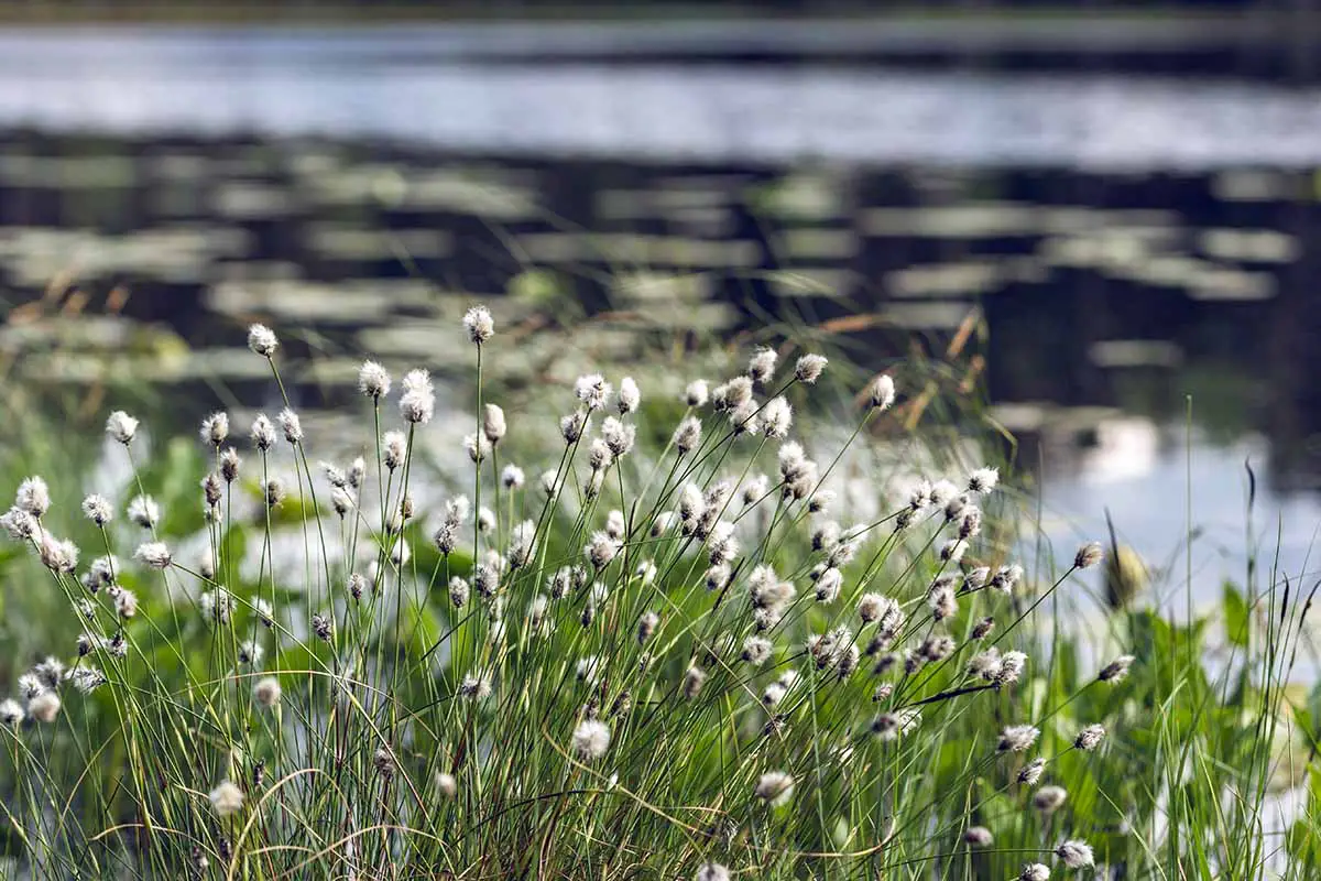 Una imagen horizontal de cerca de algodón tussokgrass creciendo junto a un estanque.