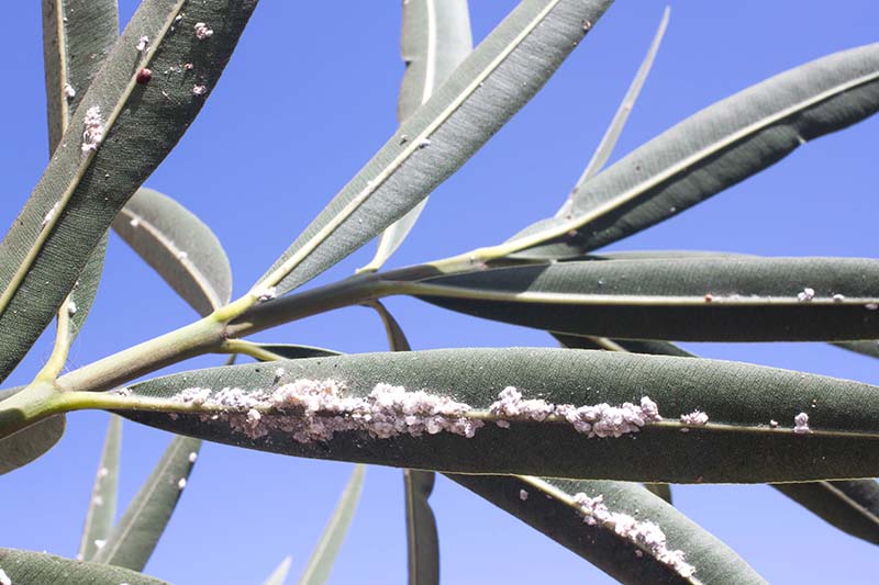 Una imagen horizontal de primer plano de las hojas de una planta de adelfa cubiertas de escama algodonosa, representada contra un fondo de cielo azul.