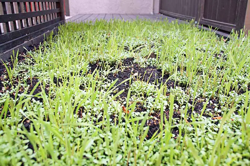 Una imagen horizontal de primer plano de un pequeño jardín trasero plantado con un cultivo de cobertura para los meses de invierno.