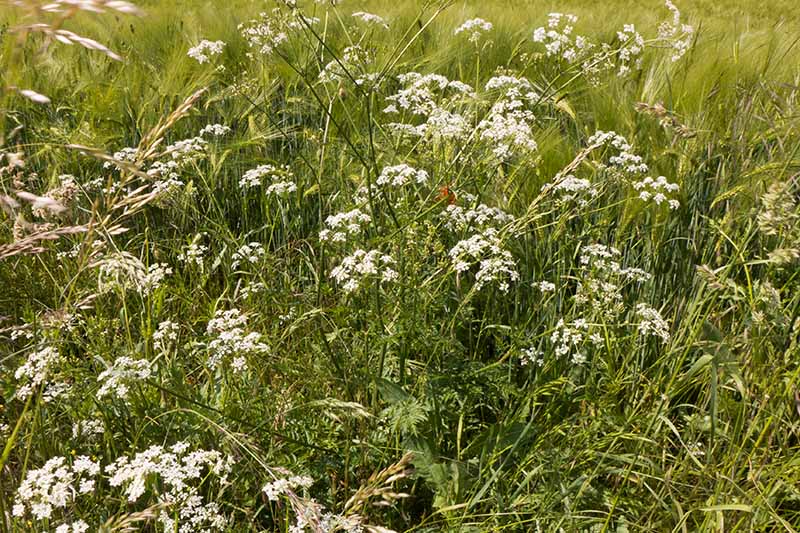 Perejil de vaca que crece en un campo con flores blancas y follaje vertical y verde.