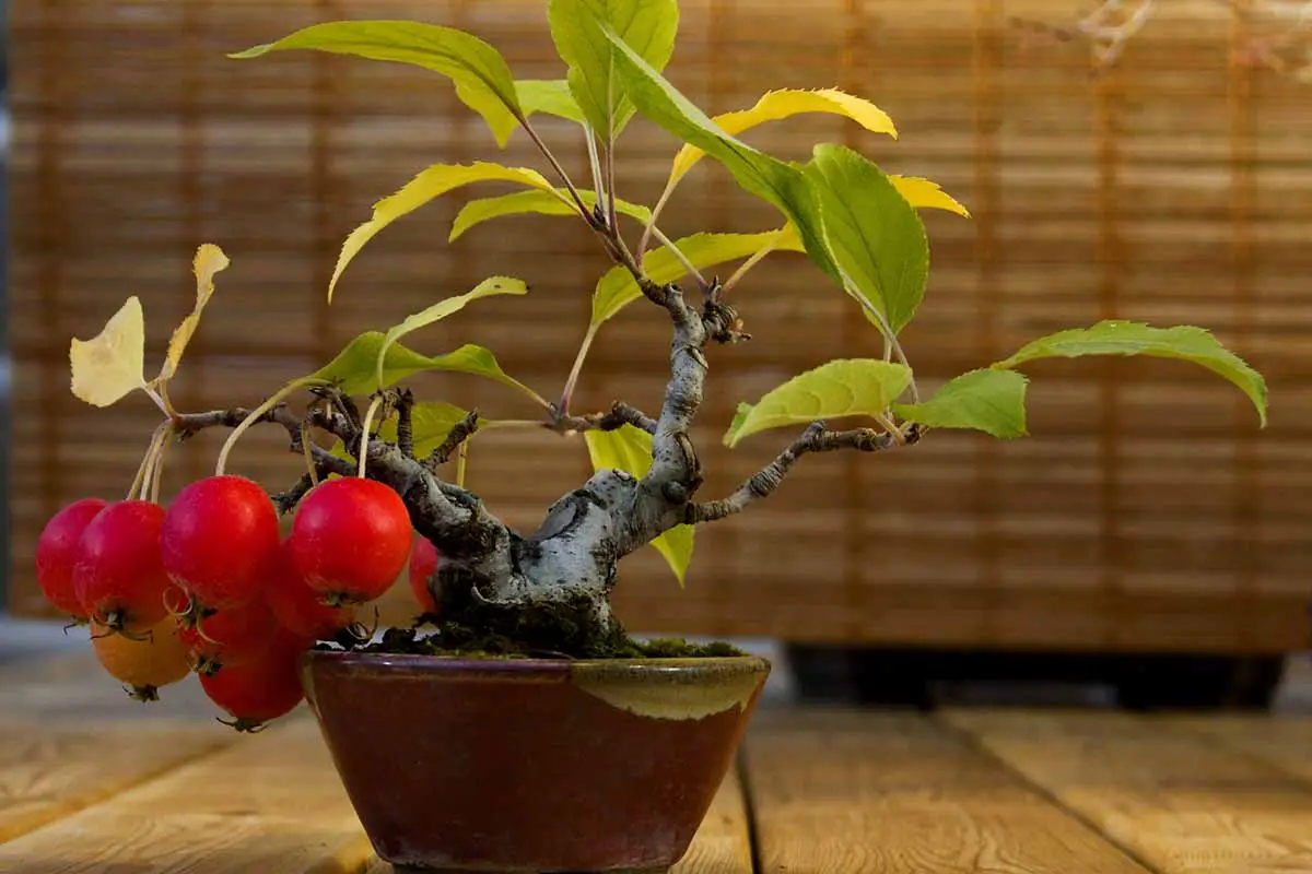 Una imagen horizontal de primer plano de un manzano entrenado para crecer como bonsái sobre una superficie de madera en el interior.