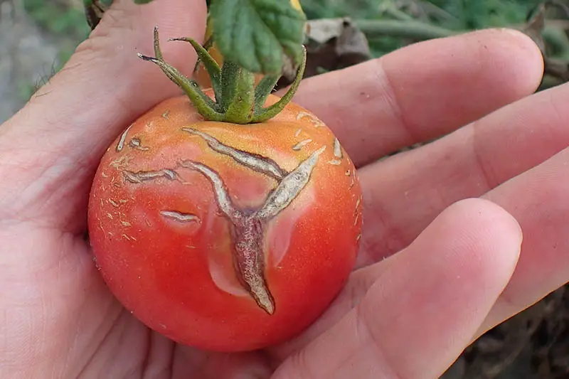 Un primer plano de una mano ahuecando un gran Solanum lycopersicum rojo con piel agrietada y partes blandas, representado en un fondo de enfoque suave.