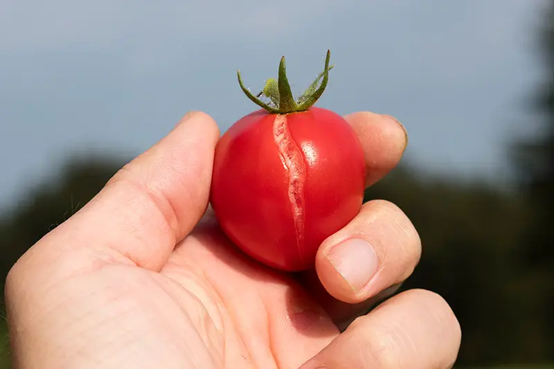 Un primer plano de una mano desde la parte inferior del marco que sostiene una pequeña fruta de Solanum lycopersicum con una grieta que recorre la piel, representada a la luz del sol sobre un fondo de enfoque suave.