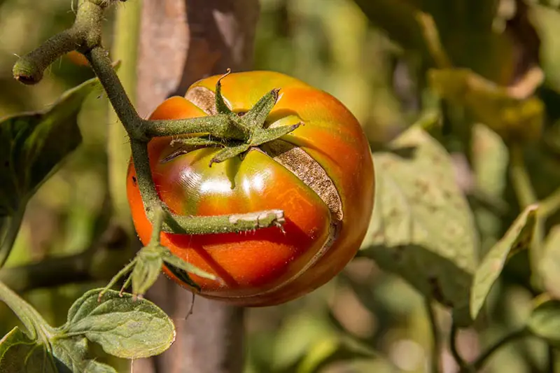 Una imagen horizontal de primer plano de un tomate maduro que crece en la vid con una gran grieta en su superficie, fotografiada bajo un sol brillante sobre un fondo de enfoque suave.