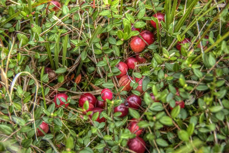 Una imagen horizontal de cerca de una planta de arándanos que crece en el jardín con bayas rojas brillantes casi listas para la cosecha.