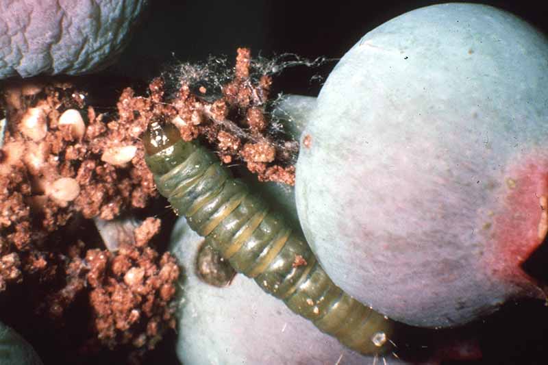 Una imagen horizontal de primer plano de un gusano de la fruta del arándano destruyendo frutos inmaduros representados en un fondo de enfoque suave.
