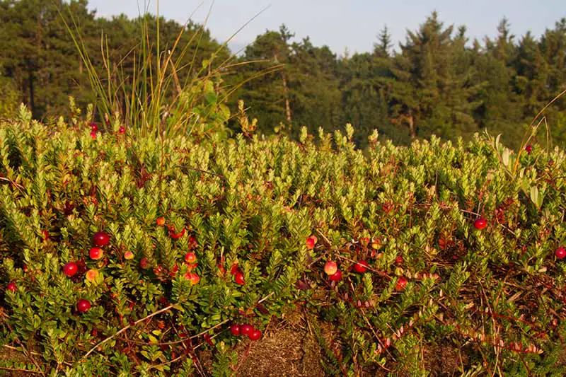 Una imagen horizontal de Vaccinium macrocarpon creciendo en el jardín con bayas rojas brillantes y árboles en un enfoque suave en el fondo.