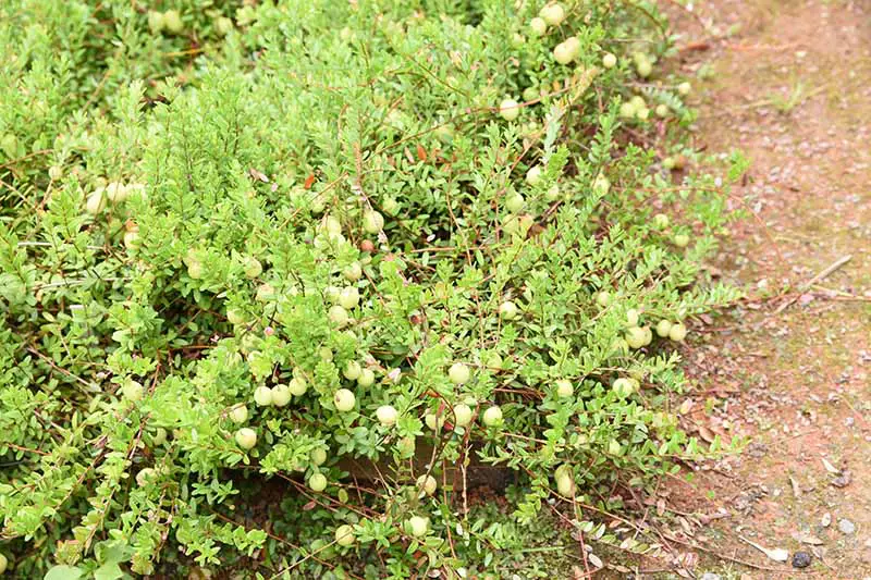 Una imagen horizontal de primer plano de los arbustos Vaccinium macrocarpon que crecen en el jardín junto a un camino, con bayas verdes e inmaduras.