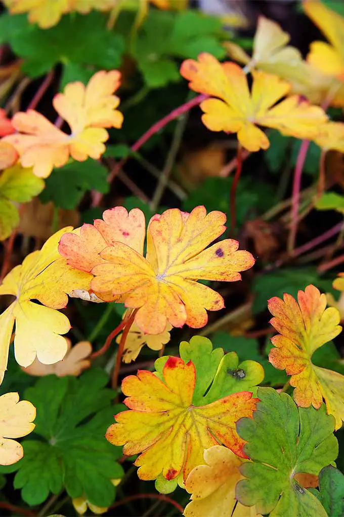 Elija plantas para el otoño que agreguen interés al jardín con hojas cambiantes, una vez que las flores hayan terminado.  Lea más: 