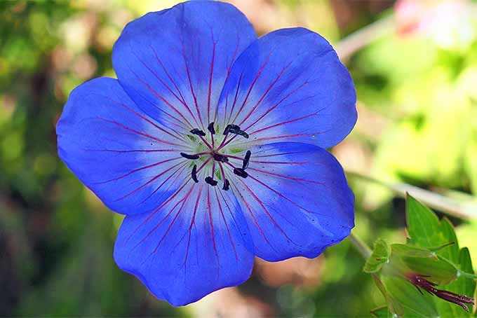 Una hermosa flor azul.  |  