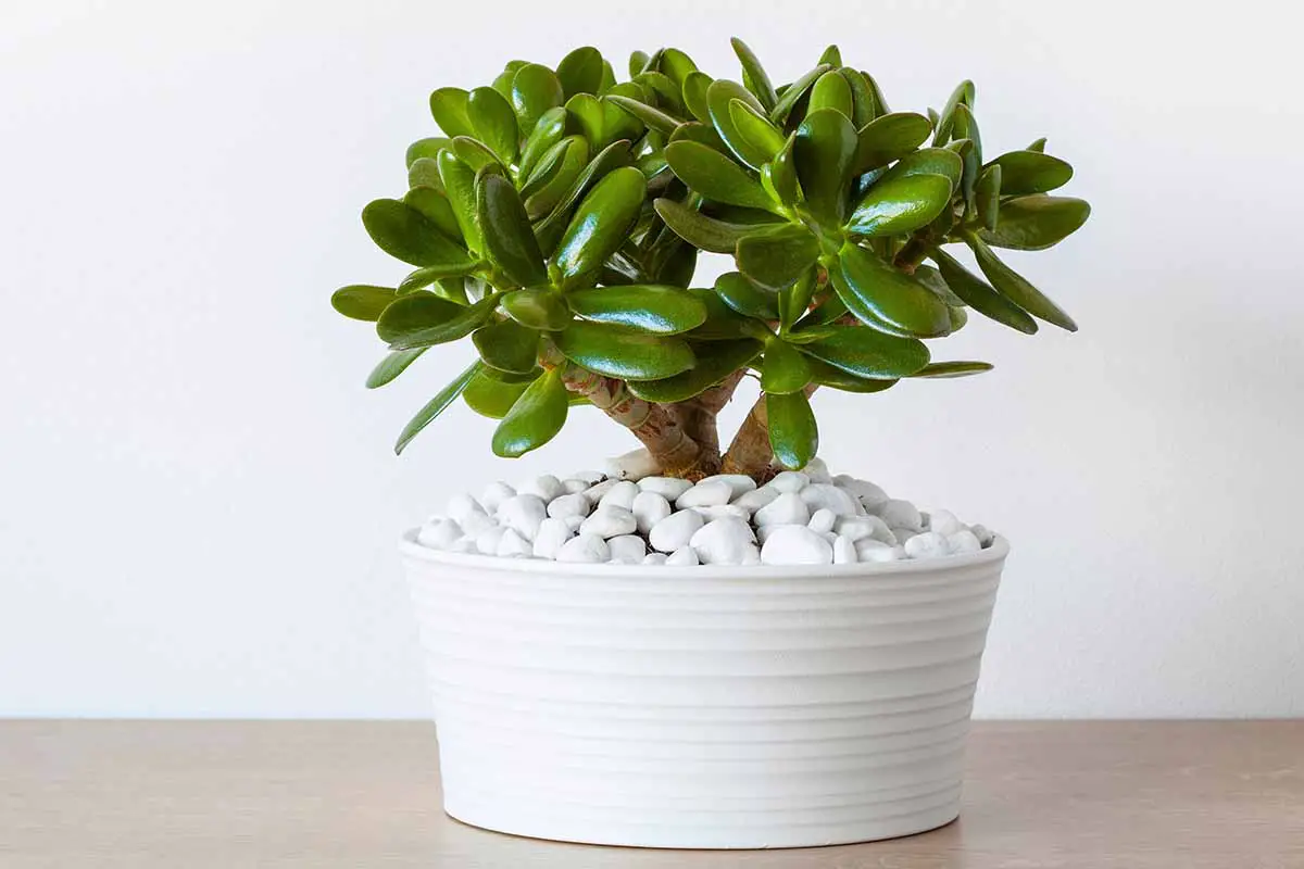 Una imagen horizontal de cerca de una planta de jade (Crassula ovata) que crece en una maceta de cerámica blanca con piedras blancas decorativas en la superficie del suelo, colocada sobre una mesa de madera.