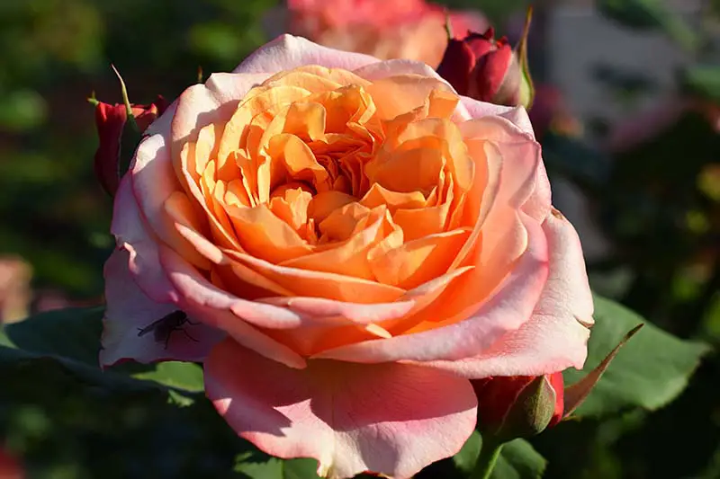 Una imagen horizontal de primer plano de una rosa resistente 'Crazy Love' de color naranja claro que crece en el jardín fotografiada bajo el sol brillante sobre un fondo de enfoque suave.