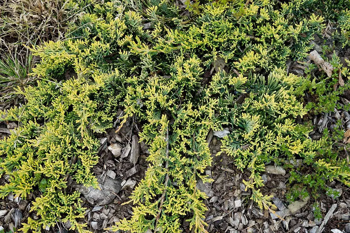 Una imagen horizontal de cerca de Juniperus horizontalis 'Mother Lode' creciendo en un borde de jardín.